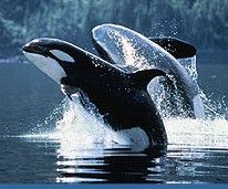 orcas playing