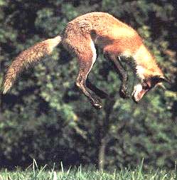 Spring-fox.jpg
